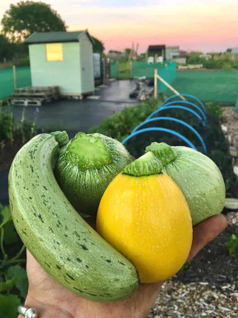 Hands holding courgettes
