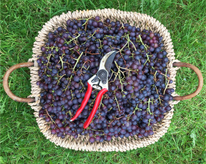 Felco-pruning-shears