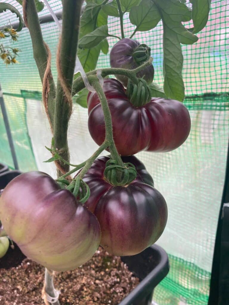 thumbnail image 2 of Amethyst Cream Cherry Tomato Seeds – Sweet, Loads Of Fruit! Easy To Grow 2 of 4