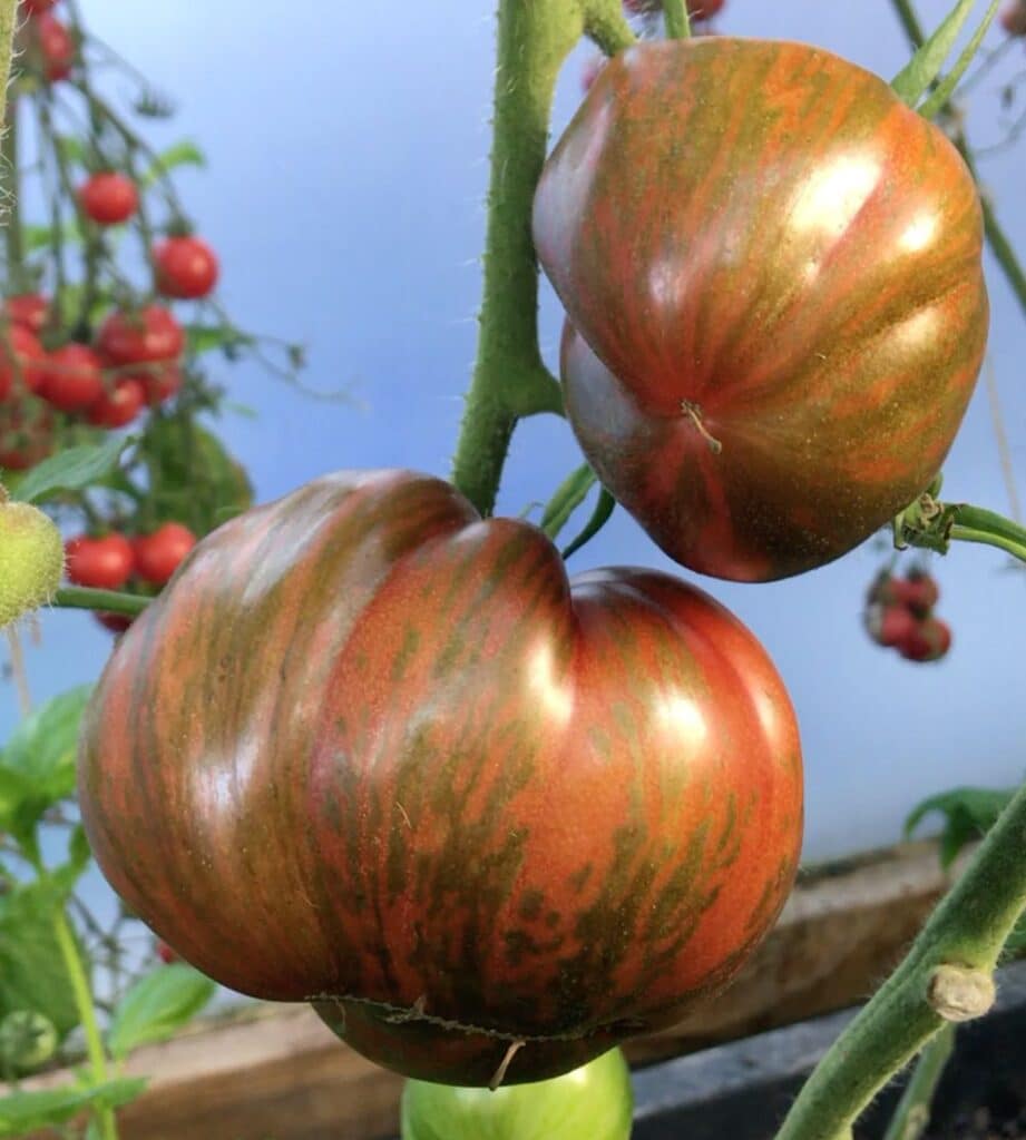 Pink Berkeley Tie Dye Tomato
