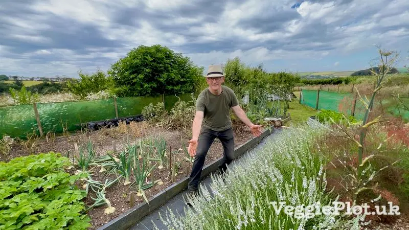 Man standing on allotment by white lavender plants