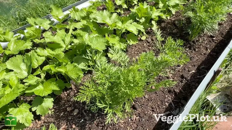 Young parsnip and carrot plants growing in soil