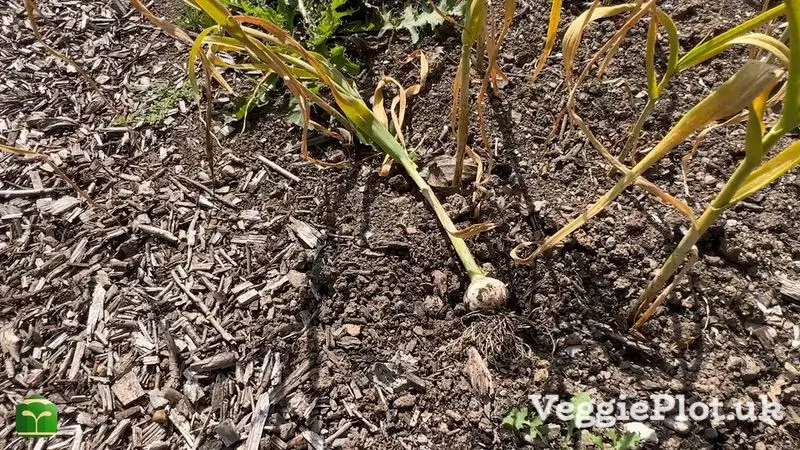 Harvested garlic bulb laying on soil