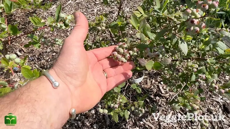 A man's hand lifting a blueberry cluster