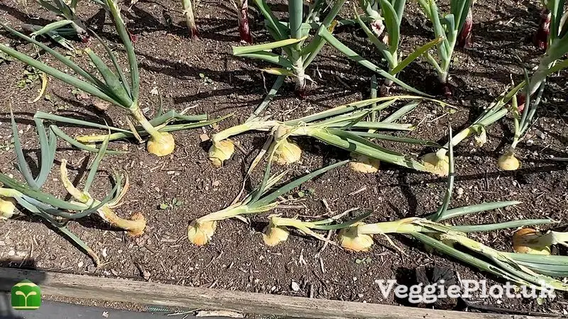 Onions growing in soil ready for harvest