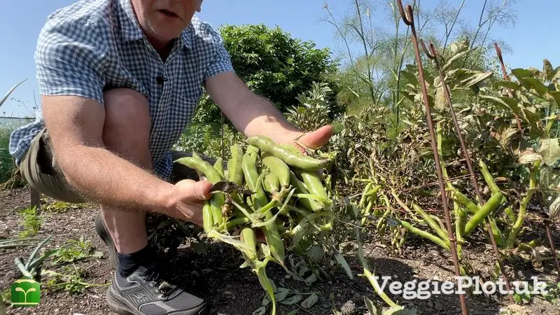 Man holding harvested broad bean pods