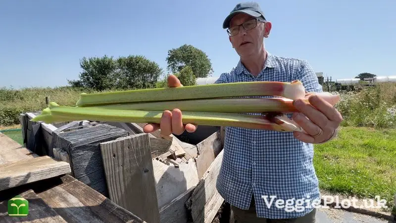 Man holding three stalks of trimmed rhubarb